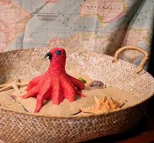 Le perroquetoile de mer découvert par Euphrasie Bougainvillier